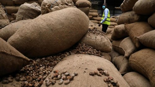 Chronique des matières premières - Exportation de noix de cajou: la Côte d’Ivoire devient numéro 2 mondial