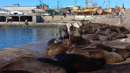 Les ports du monde - En Argentine, les lions de mer perturbent l'activité du port de Mar del Plata