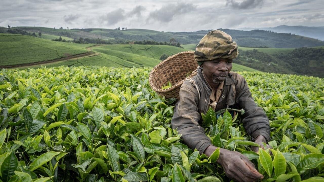 Changement climatique: une étude révèle le lourd coût de l’adaptation pour les petits agriculteurs