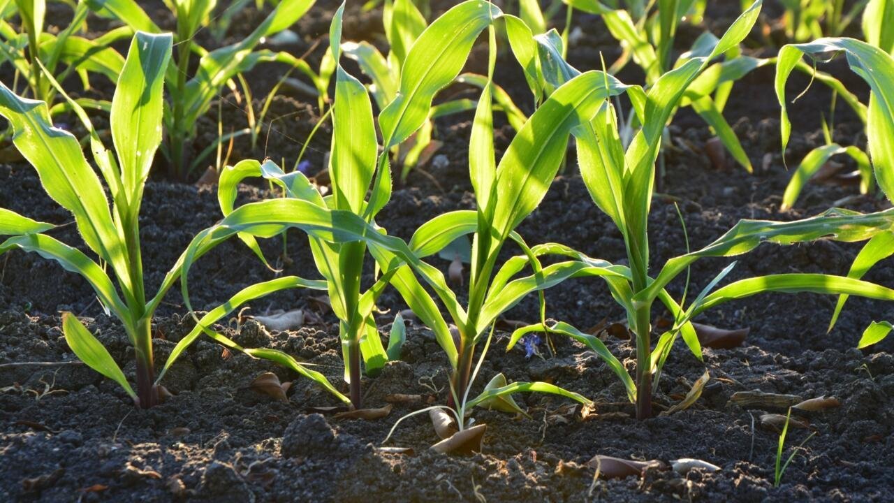 Afrique économie – Au Congo-Brazzaville, début de la récolte de maïs dans la zone agricole protégée de Bouansa