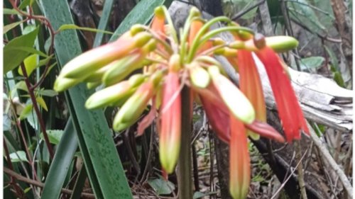 Afrique économie - Afrique du Sud: le trafic international de plantes conduit à l’extinction des clivia mirabilis