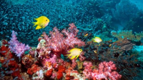 La survie des récifs de coraux menacée par un nouveau blanchissement massif