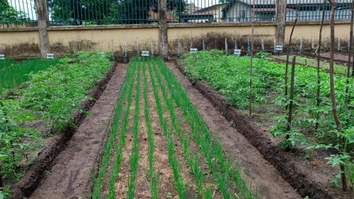 Afrique économie - Congo-B: face à une agriculture rudimentaire, la recherche propose des solutions technologiques