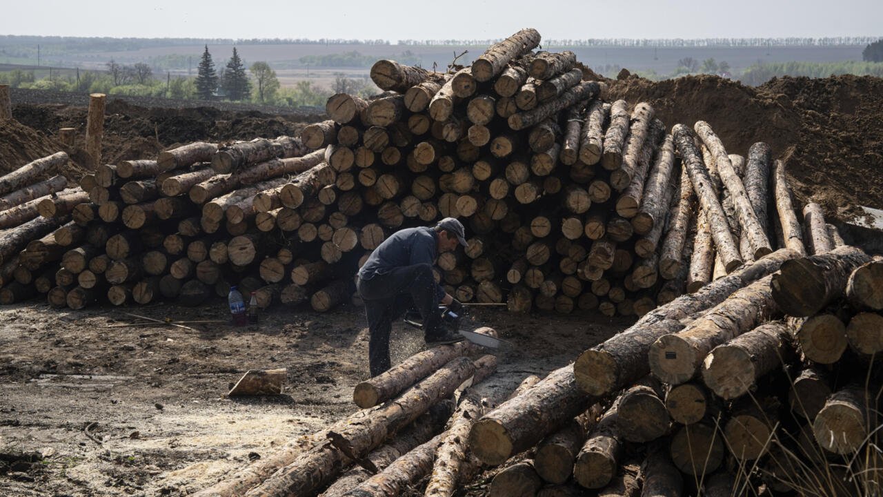 L’ONG Earthsight alerte sur les risques accrus de trafic de bois russe en Europe
