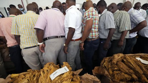 Chronique des matières premières - Tabac du Zimbabwe: le rêve d'un prix meilleur