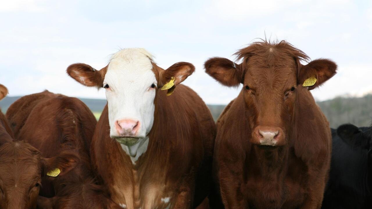 La viande, grande oubliée des causes du changement climatique par les journalistes