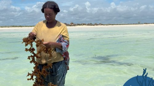 Reportage Afrique - Madagascar: à la recherche d'une souche 100% malgache pour booster la culture de l'algue