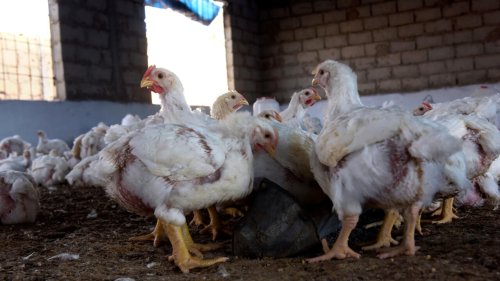 Afrique économie - En Guinée, la filière du poulet local menacée [1/2]