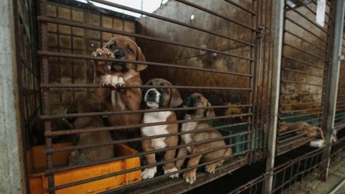 Corée du Sud: l’interdiction à venir de la consommation de viande de chien provoque la colère des éleveurs