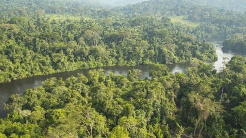 Les ministres des forêts d’Afrique centrale réunis pour la préservation de l'environnement