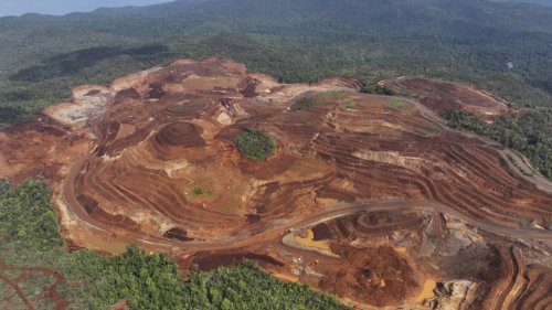 La loi européenne anti-déforestation vidée de sa substance