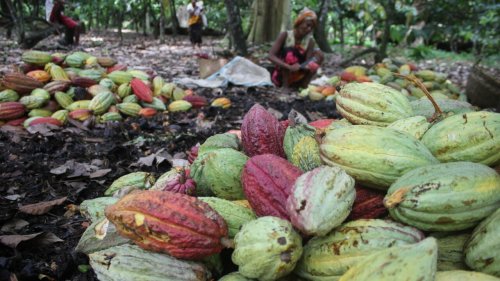 Madagascar: la filière du cacao du Sambirano mise sur le label «Indication Géographique» pour se développer