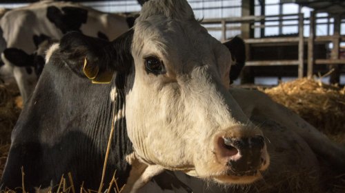 Rendez-vous culture - «Cow», film documentaire britannique d’Andrea Arnold