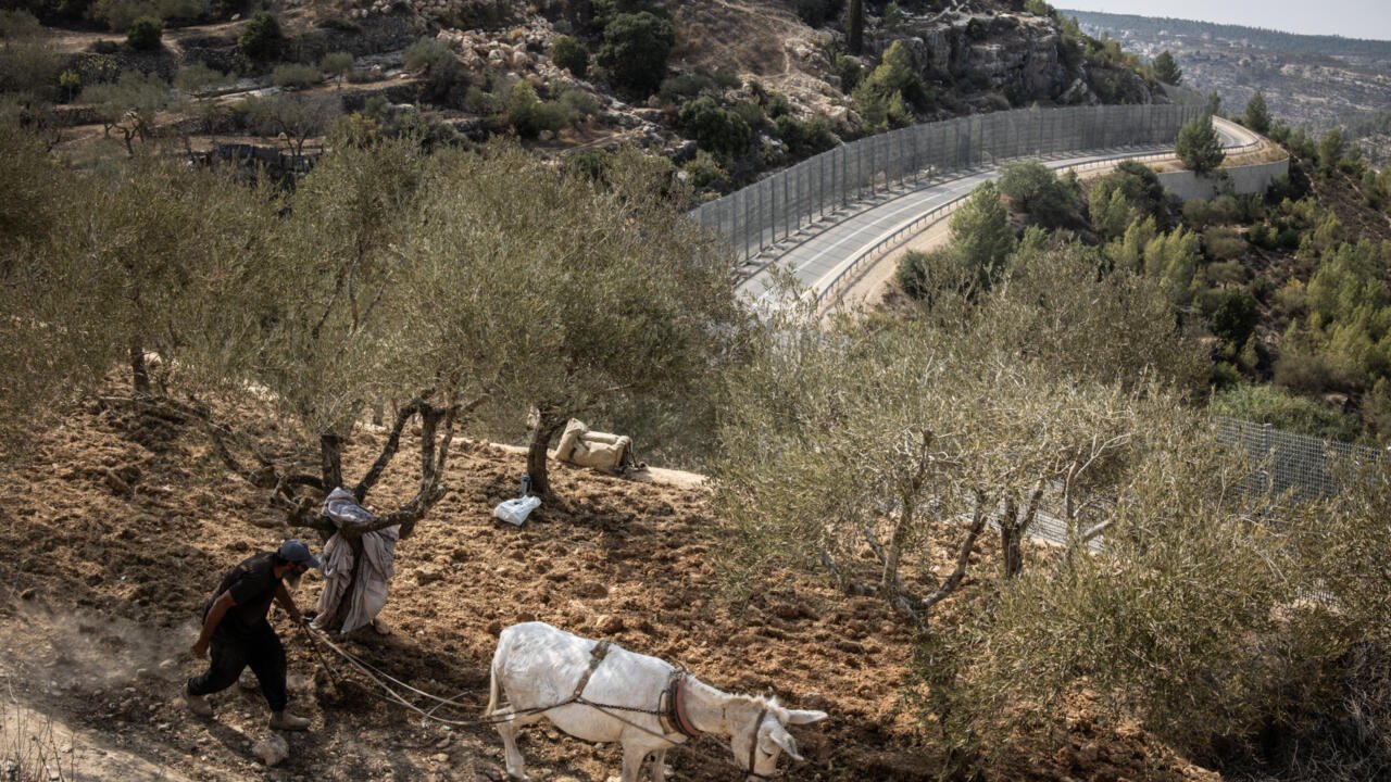 Cisjordanie occupée: «Un tiers des fermiers n’ont pas pu accéder à leurs plantations» d’oliviers