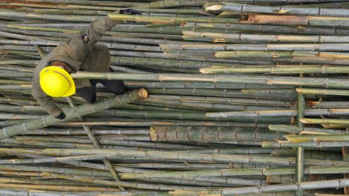 Afrique économie - La filière bambou porteuse d’espoir en Afrique