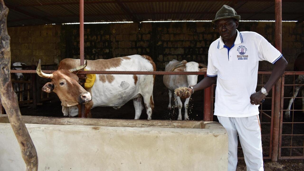 Chronique des matières premières – Le paradoxe du lait en Afrique: un continent dépendant malgré son cheptel