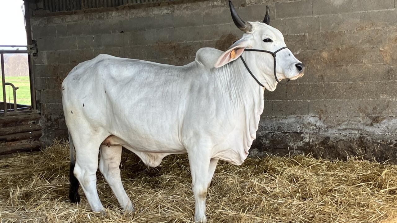 Reportage France – «Biguine», la vache qui devait représenter la race ultramarine Brahman au Salon de l’agriculture