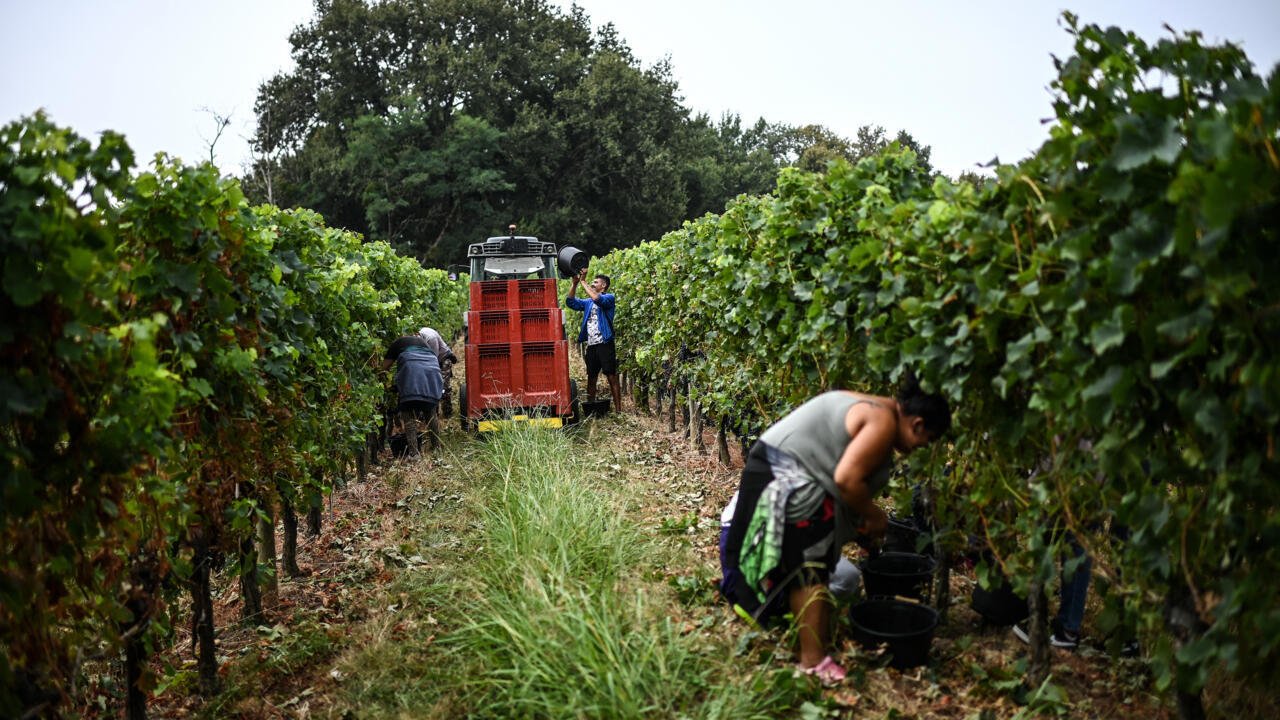 France: le vin bordelais en pleine crise, la pire depuis 1991