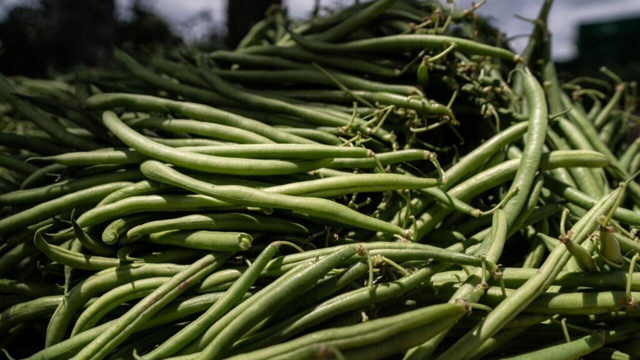 L’Union européenne continue d’exporter des pesticides interdits sur son territoire vers l’Afrique