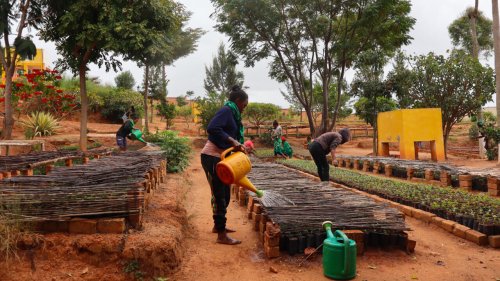 Reportage Afrique - Madagascar: des pépinières pour replanter les forêts