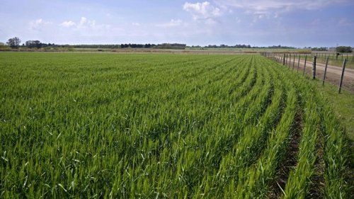 Chronique des matières premières - Un blé anti-sècheresse pour répondre à l'urgence céréalière et climatique