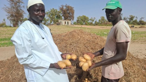 Afrique économie - Au Sénégal, la pomme de terre de Kayar se vend mal, les producteurs dépités