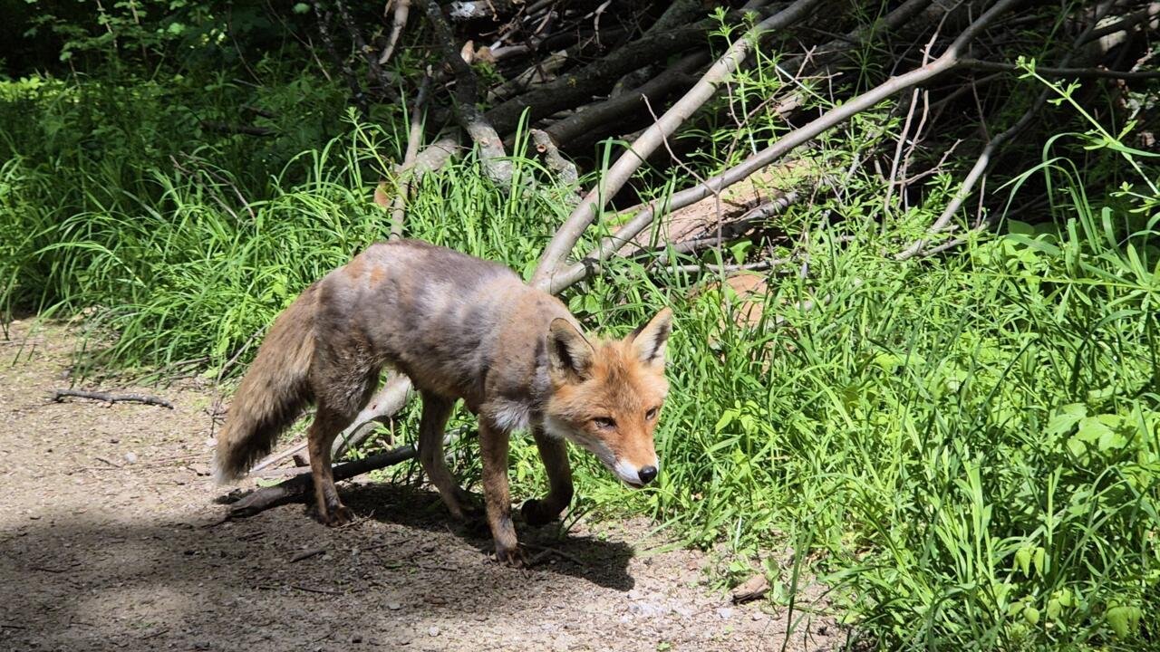 C’est dans ta nature – Le renard n’est pas nuisible