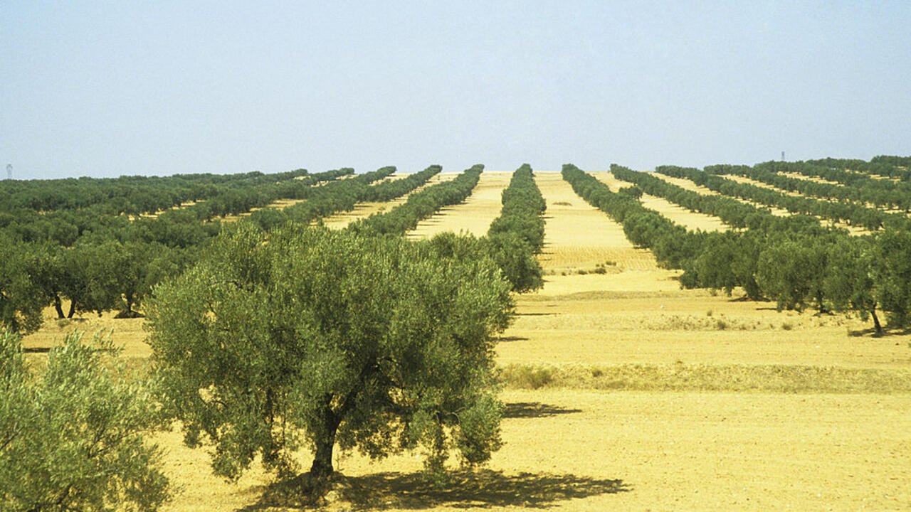 Afrique économie – En Tunisie, les agricultrices à la conquête de la propriété et des marchés