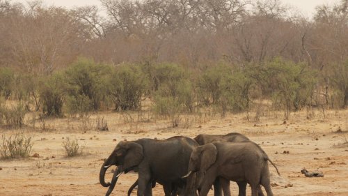 Focus on Africa: Zimbabwe offers elephants and ivory to China