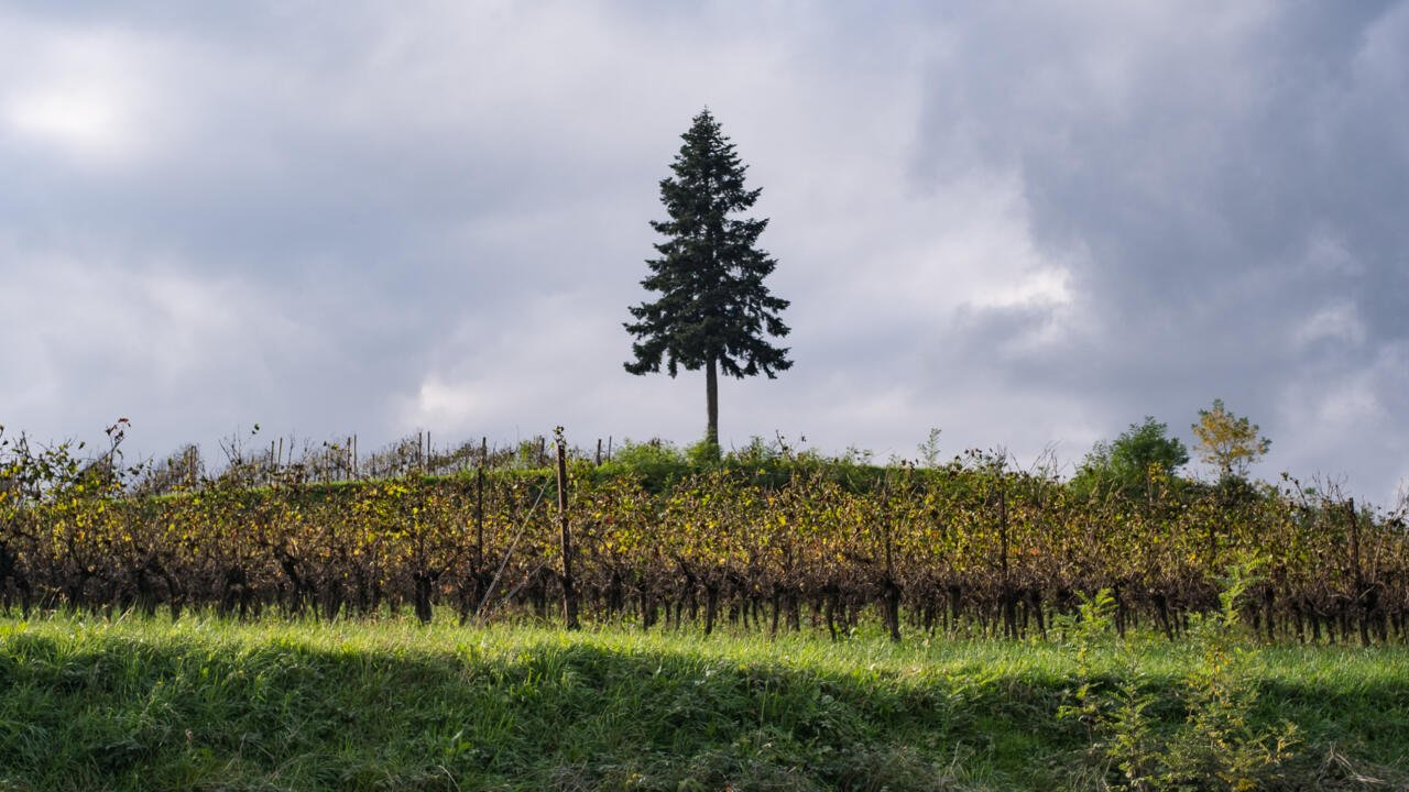 Le prosecco, un vin traditionnel devenu un symbole de l’excellence italienne
