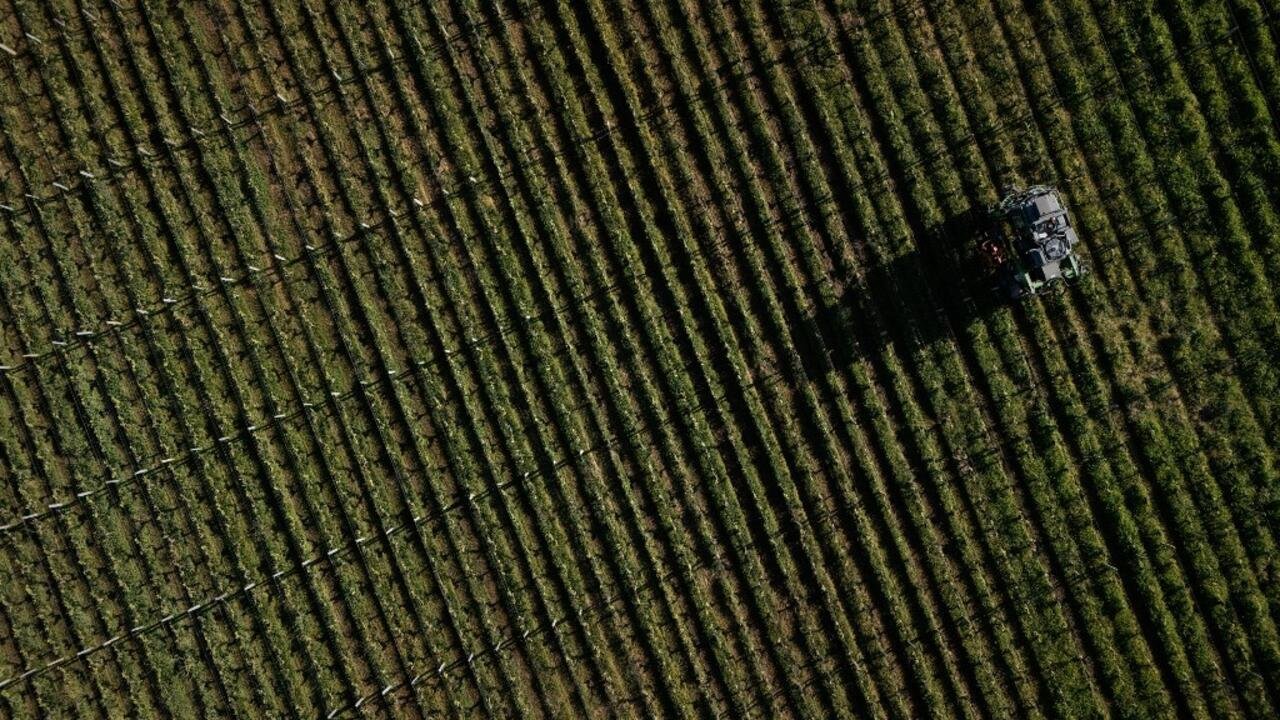 Environnement: les vins européens contaminés par le TFA, le plus répandu des pesticides PFAS