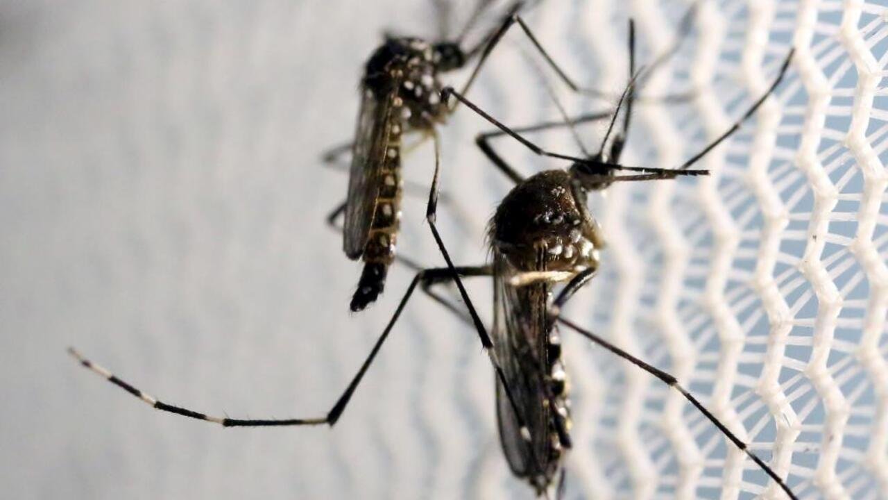 À La Réunion et Mayotte, les autorités excluent les seniors de la vaccination contre le chikungunya