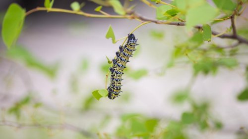Caterpillars are GOOD for you: leading Zim scientist says delicacy boosts nutrition
