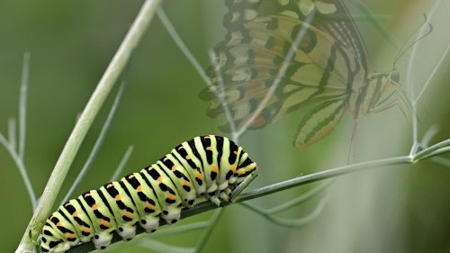 C'est dans ta nature - De la chenille au papillon: pourquoi des animaux se métamorphosent