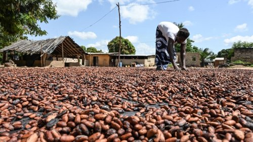 Côte d’Ivoire: malgré un prix fixe, les producteurs de cacao ne joignent pas les deux bouts