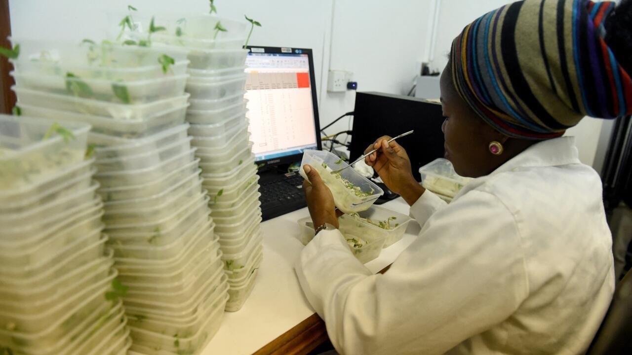 Afrique économie – Au Ghana, la culture du niébé génétiquement modifié divise le monde agricole