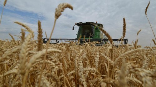 Chronique des matières premières - L'Algérie se détourne du blé français