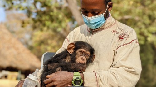 Reportage Afrique - Guinée: à la rencontre des orphelins du Centre de conservation pour chimpanzés [1/2]