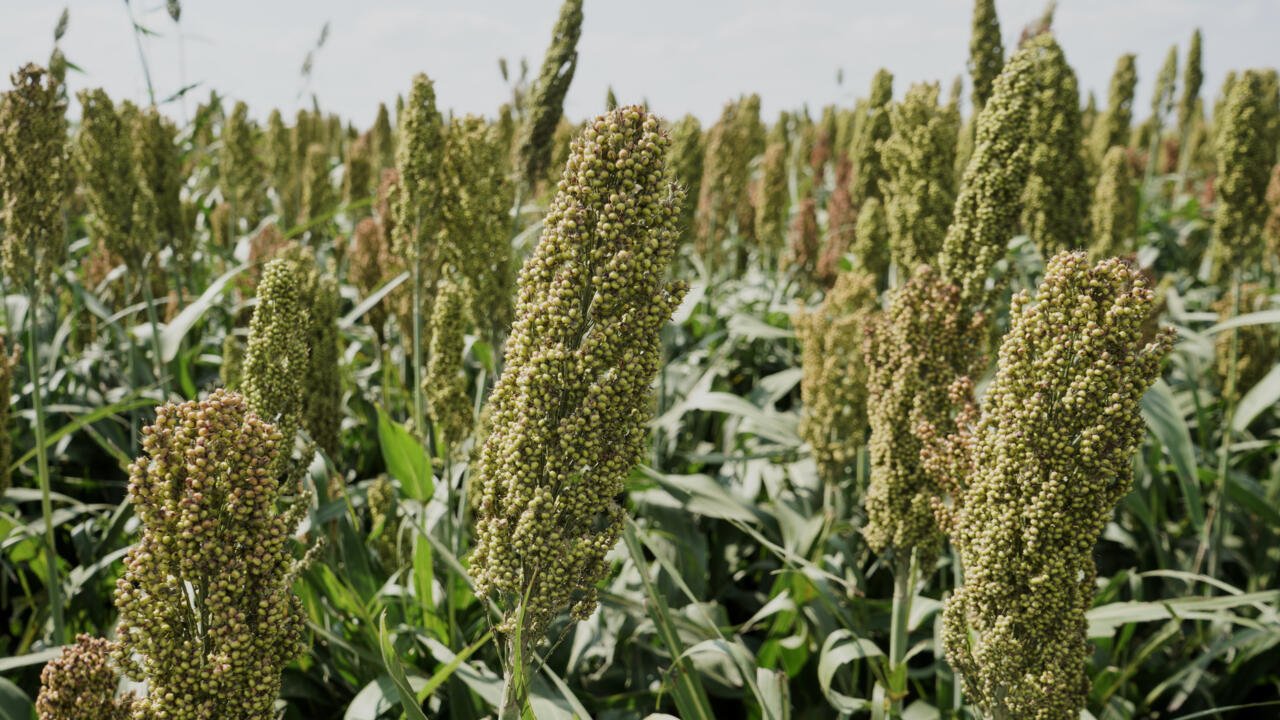 Chronique des matières premières – France: boom de la production du sorgho, une céréale adaptée au changement climatique