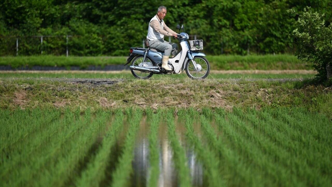 Reportage international – Japon: le désarroi des agriculteurs, entre chaleurs extrêmes et accord douanier avec les États-Unis