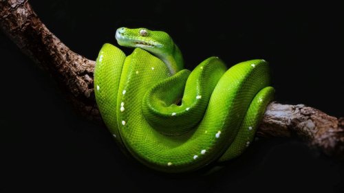 Le conseil santé - Envenimation : comment se protéger des morsures de serpent?