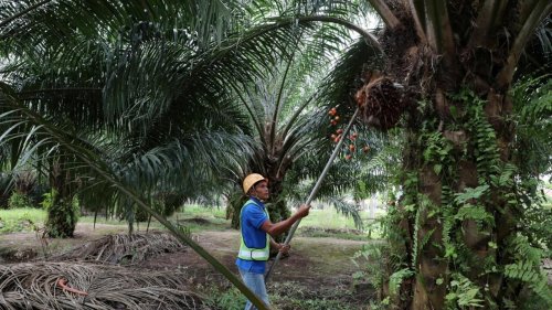 Face aux restrictions de l'UE, la Malaisie augmente ses exportations d'huile de palme vers la Chine