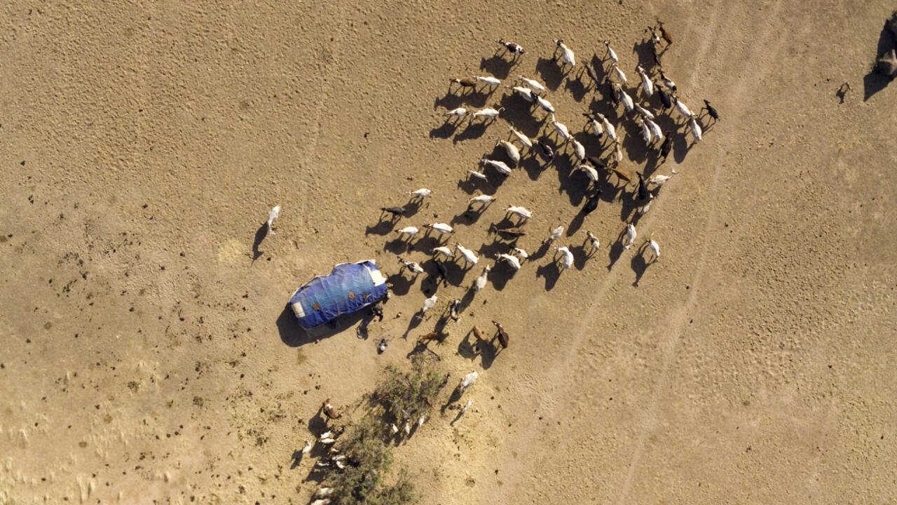 Invité Afrique Midi – Tchad: «La création de comités pour instaurer un dialogue entre agriculteurs et éleveurs ne sont pas effectifs»