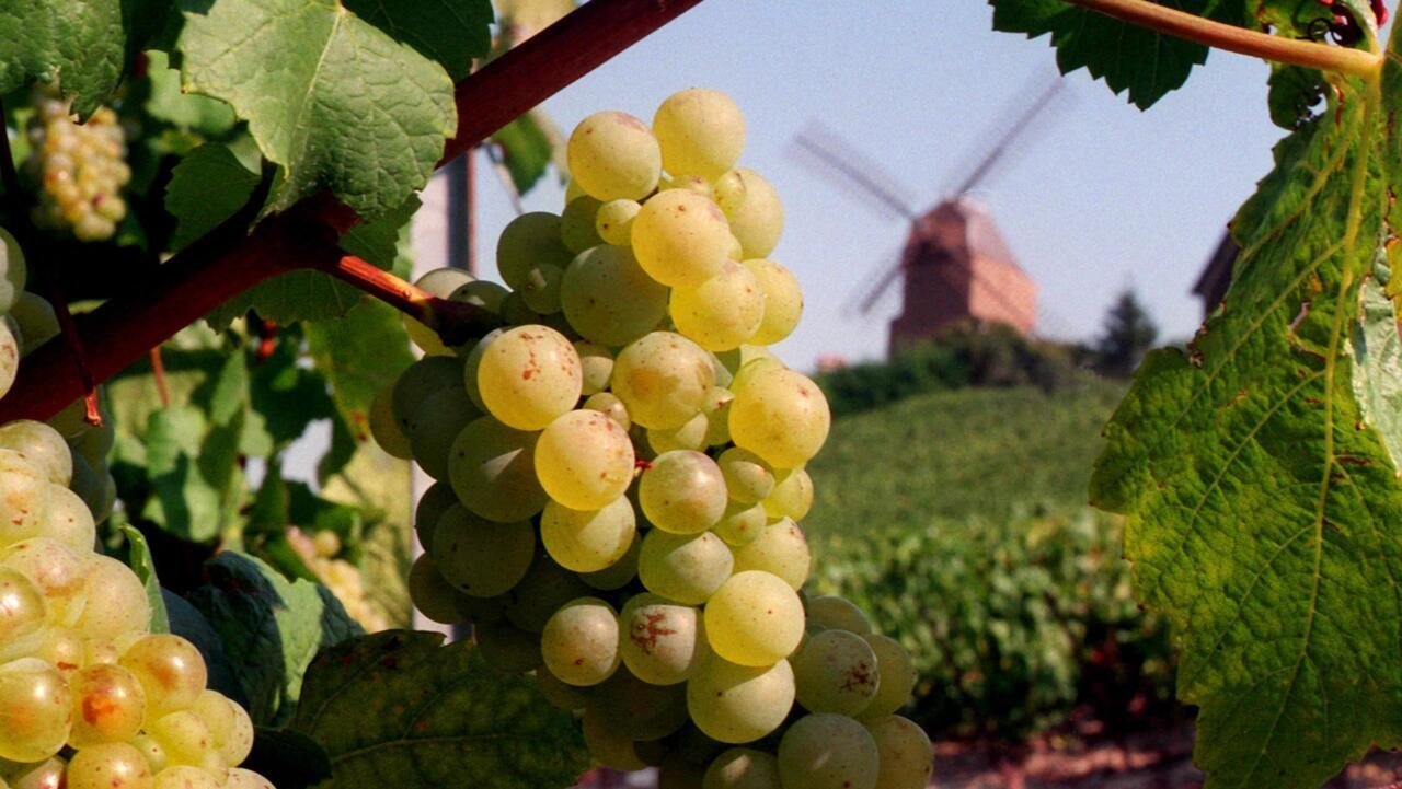 France: début en Alsace des vendages, de plus en plus précoces en raison du changement climatique