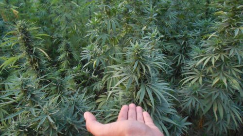 Reportage Afrique - Maroc: la légalisation du cannabis pourrait dégrader la situation des petits producteurs [1/2]