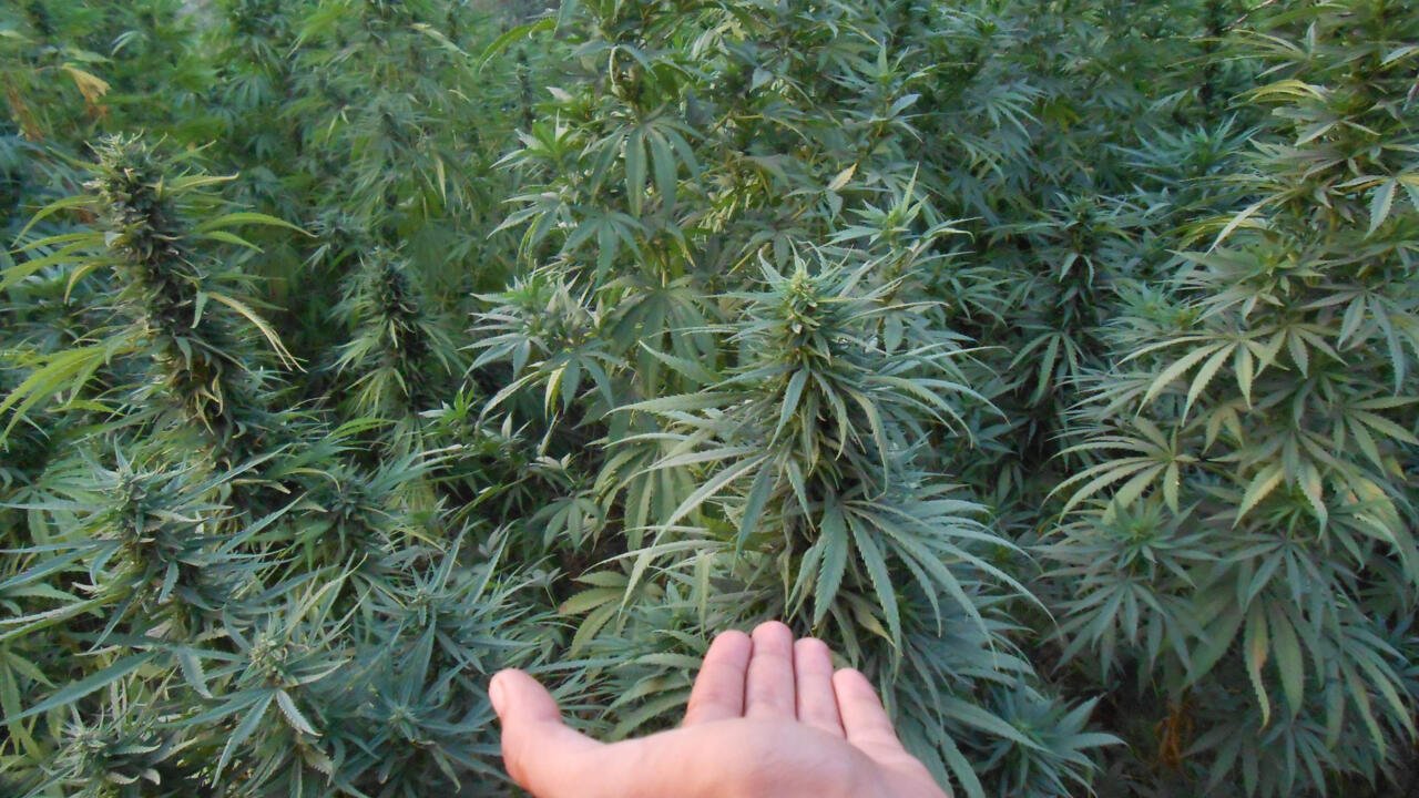 Au Maroc, le secteur du cannabis légal est en pleine croissance