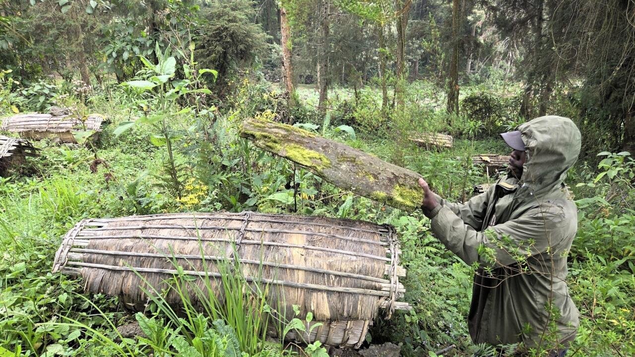 Rwanda: les ravages des pesticides dans les ruches d’abeilles