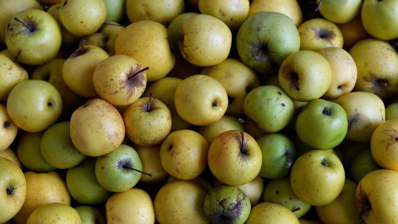 Reportage France – En France, la recherche de nouvelles variétés de pommes pour diminuer les pesticides