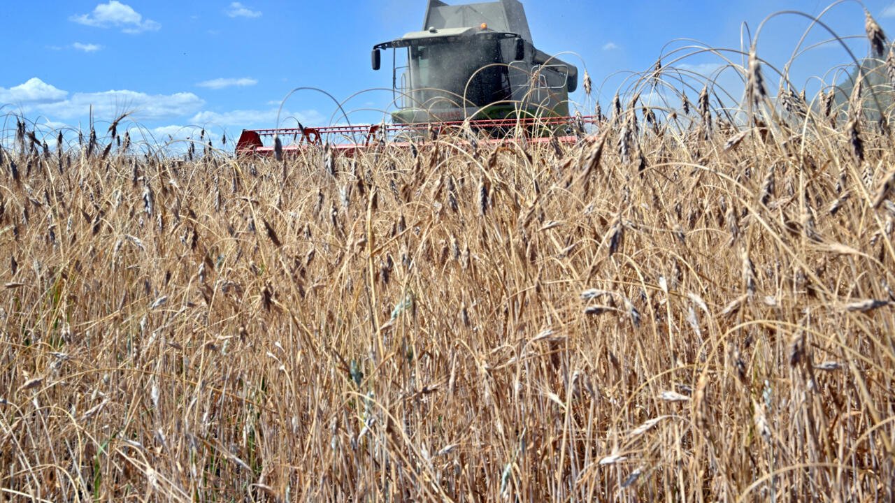 Chronique des matières premières – Les prix des céréales sous pression des bonnes récoltes mondiales à venir