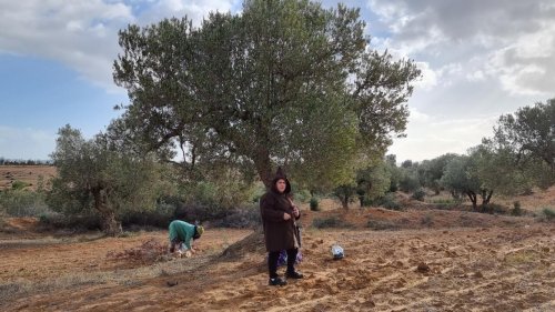 Reportage Afrique - En Tunisie, les femmes apportent un nouveau souffle au secteur de l'olive
